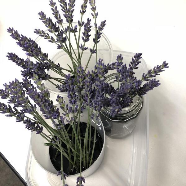 lavender201805-01.jpg