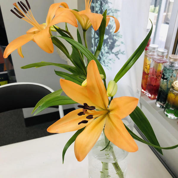 lily18120701.jpg