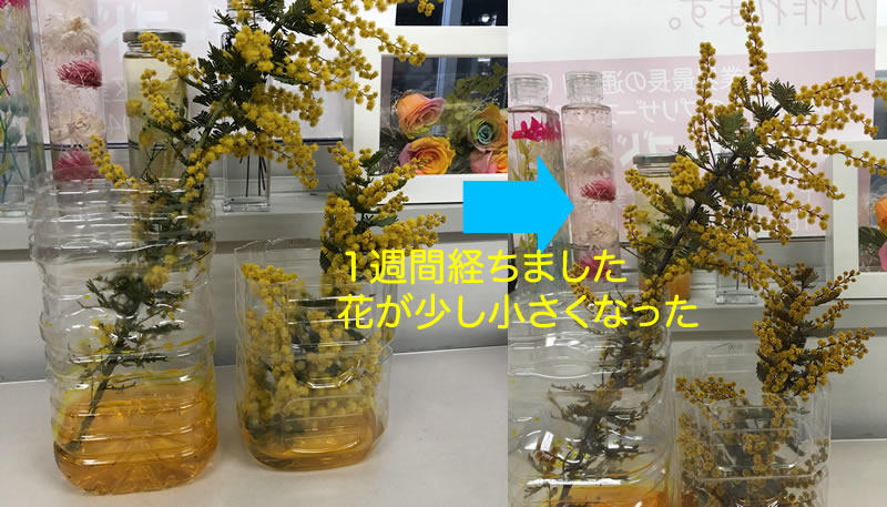 ミモザのプリザをハーバリウムオイルに入れてみました プリザーブドフラワーの作り方教えます 花大学 店長ブログ